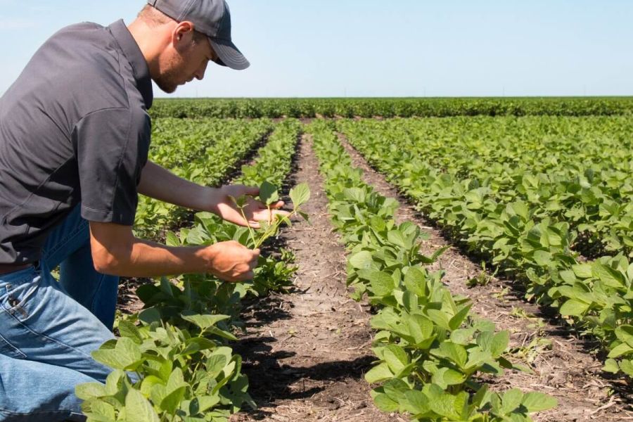 Agronomist working with Harriston's crops