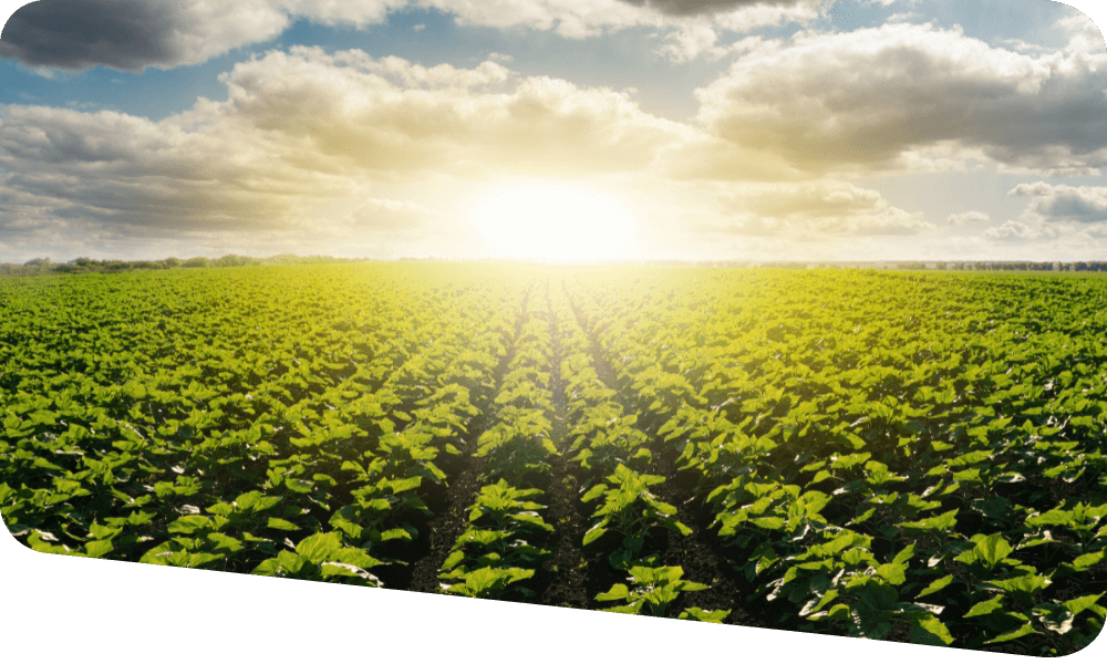 Green crop with sun and sky in the background rounded edges