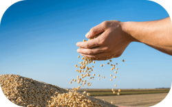 Hands holding soybean seeds with blue skies in the background
