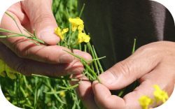 Hands holding canola plants by crop