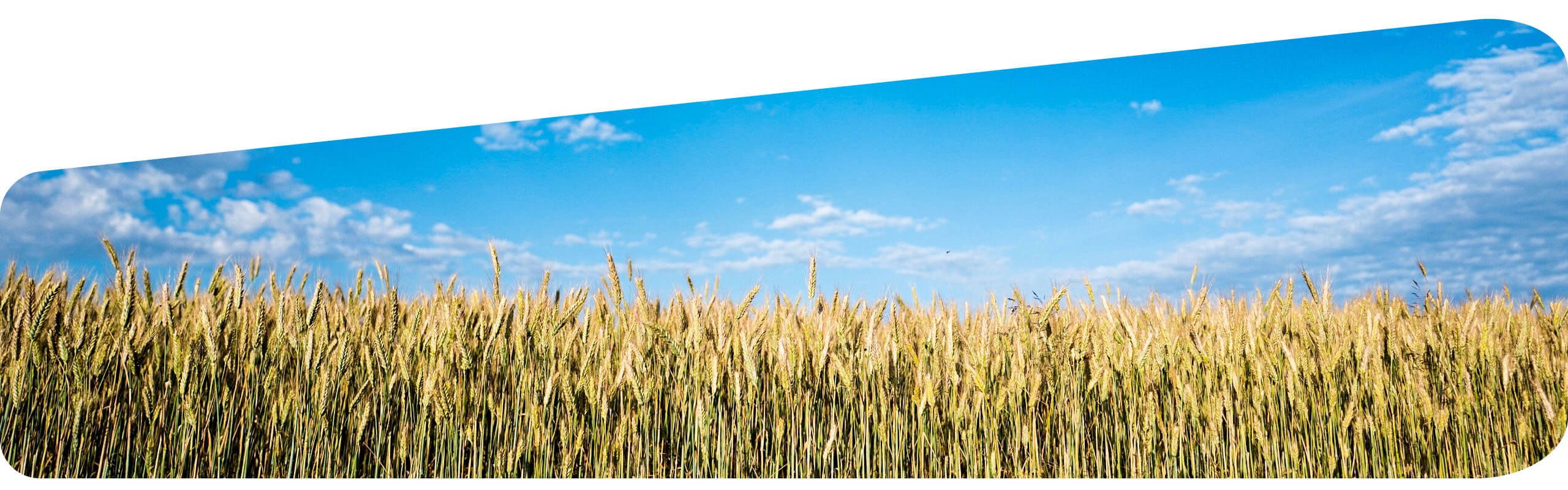Corn crop and blue skies