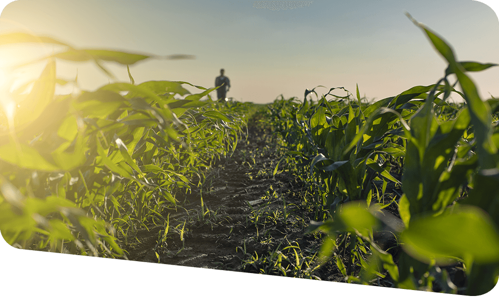 Agricultural crop with worker and blue skies in the background