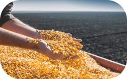 Hands holding corn seeds