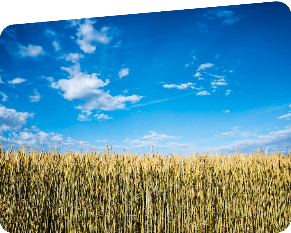 Corn crop and blue skies