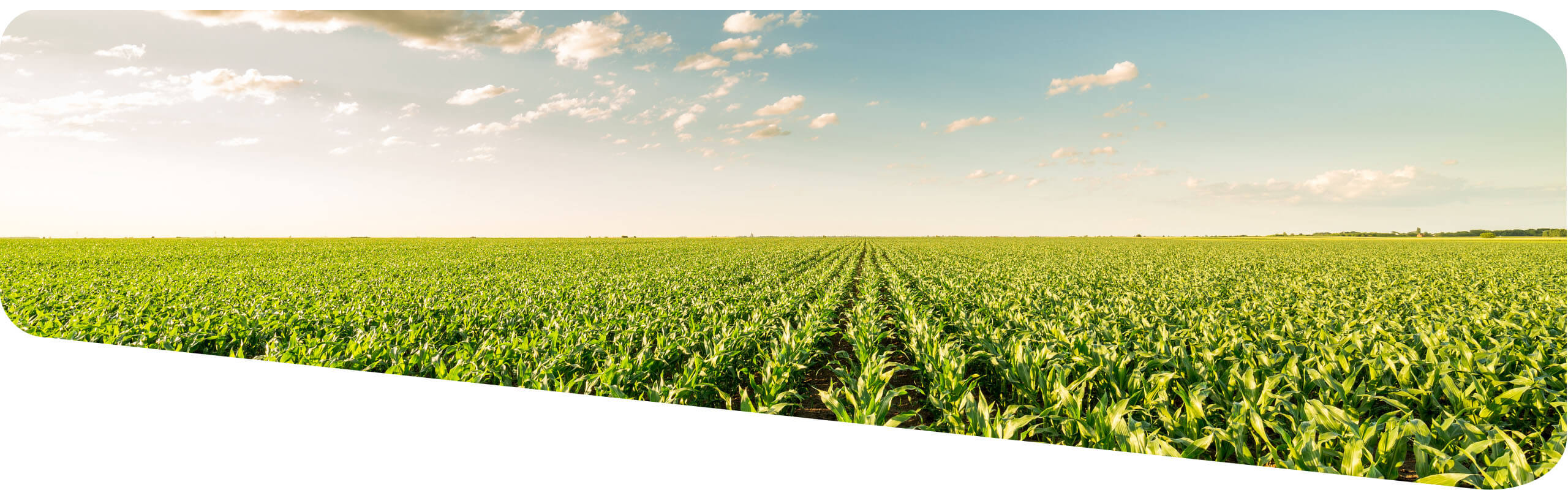 Corn crop with blue skies