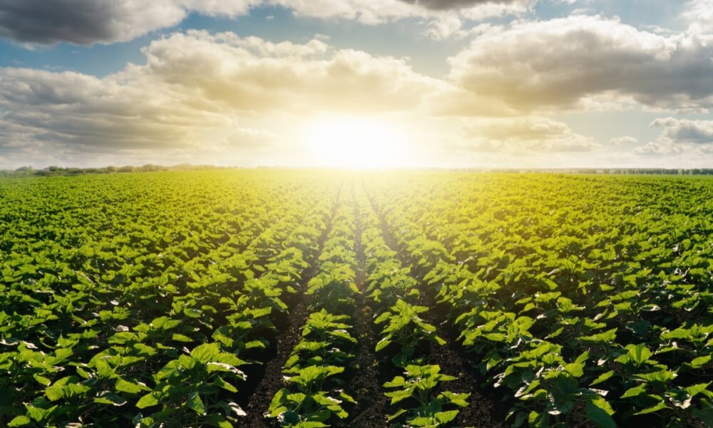 Green crop with sun and sky in the background rounded edges