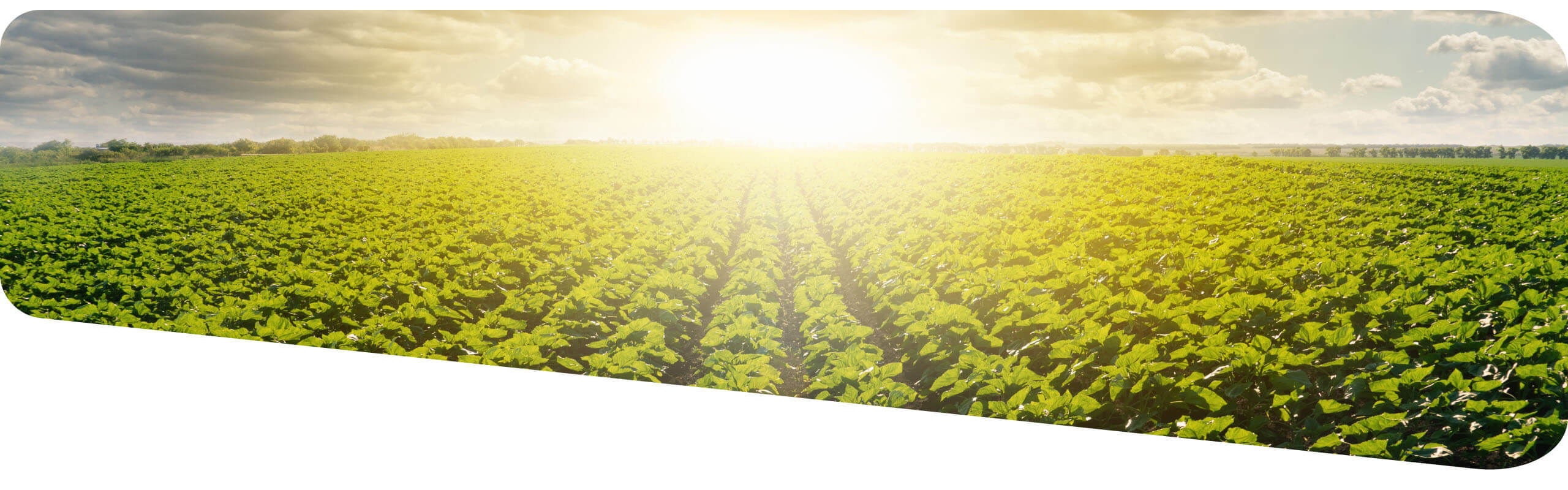 Green crop with sun and sky in the background rounded edges