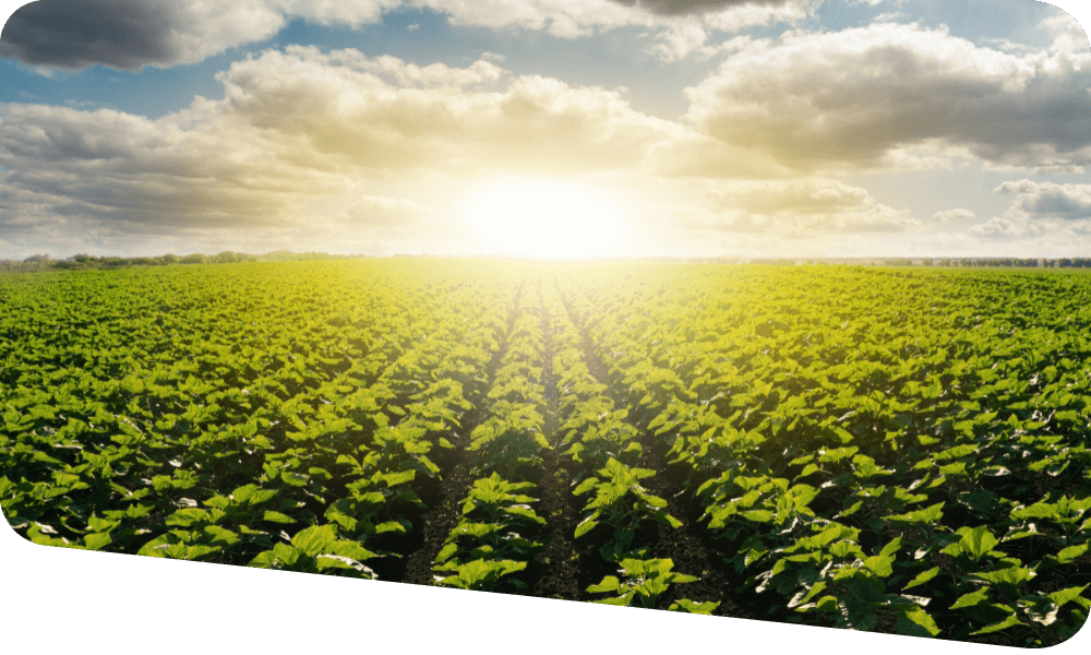 Green crop with sun and sky in the background rounded edges