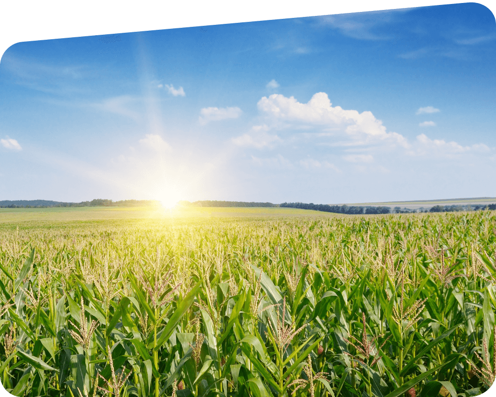 Corn crop with blue skies