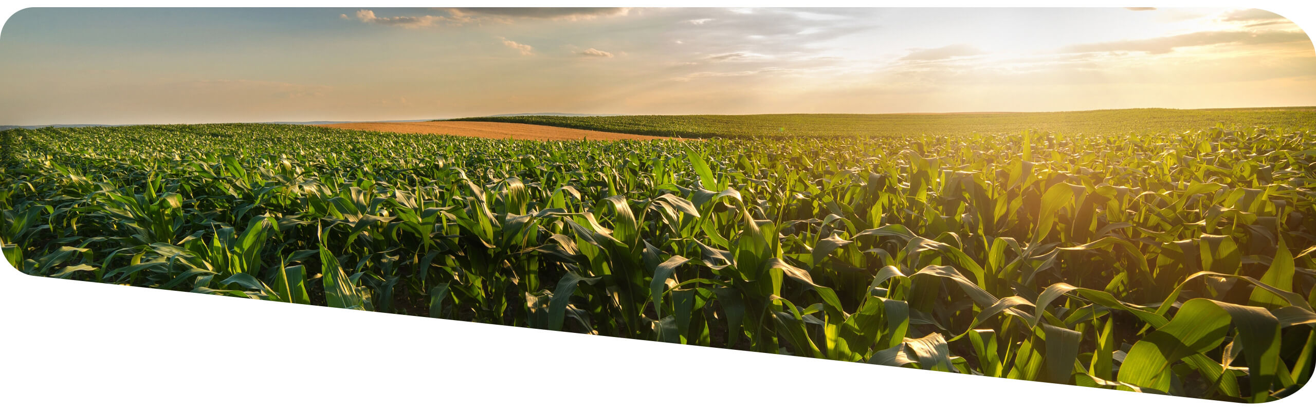 Corn crop with blue skies and sun