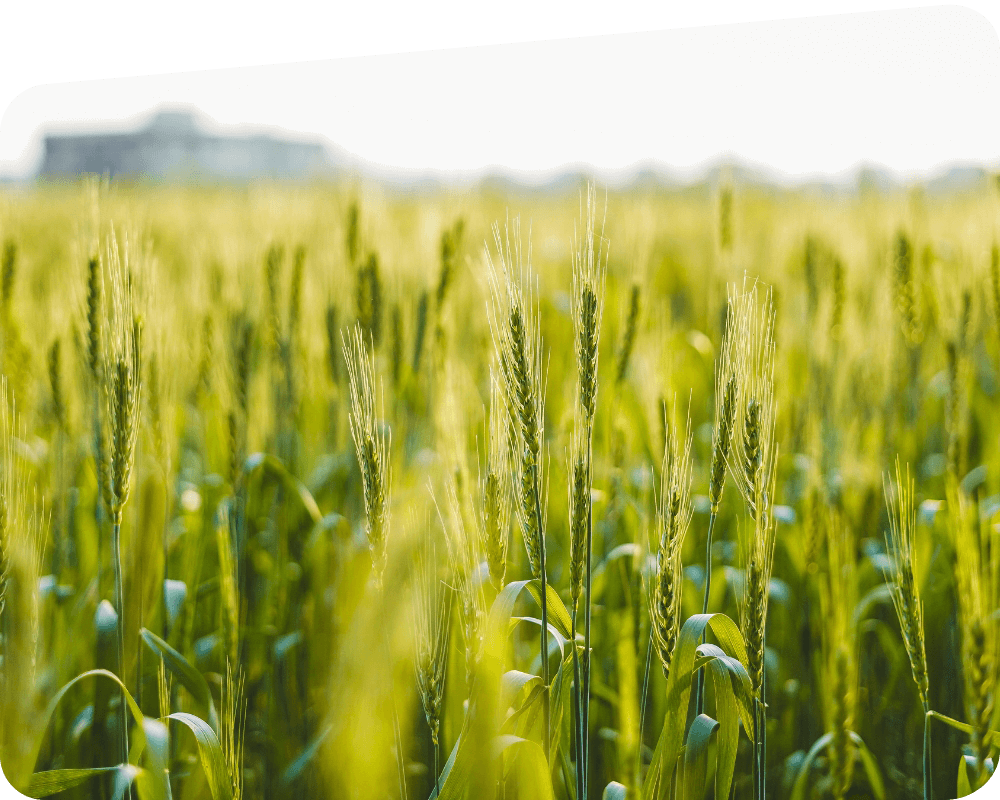 Corn field