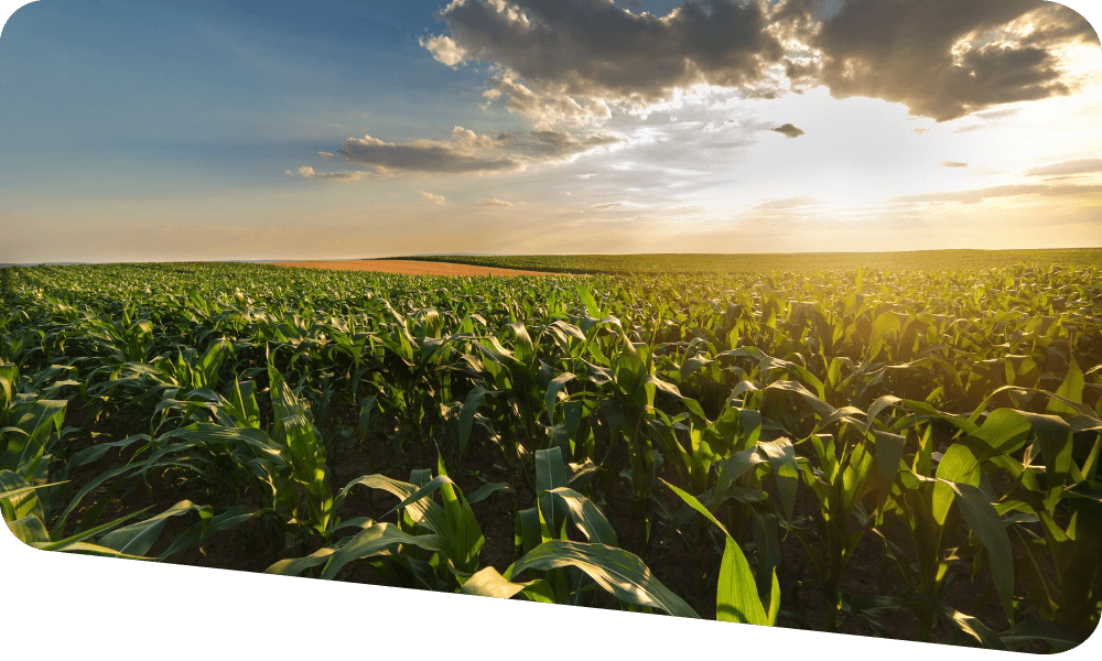 Corn crop with blue skies and sun