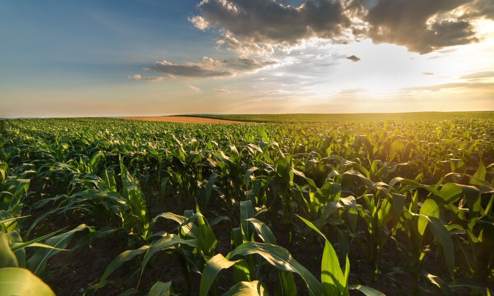 Corn crop with blue skies and sun