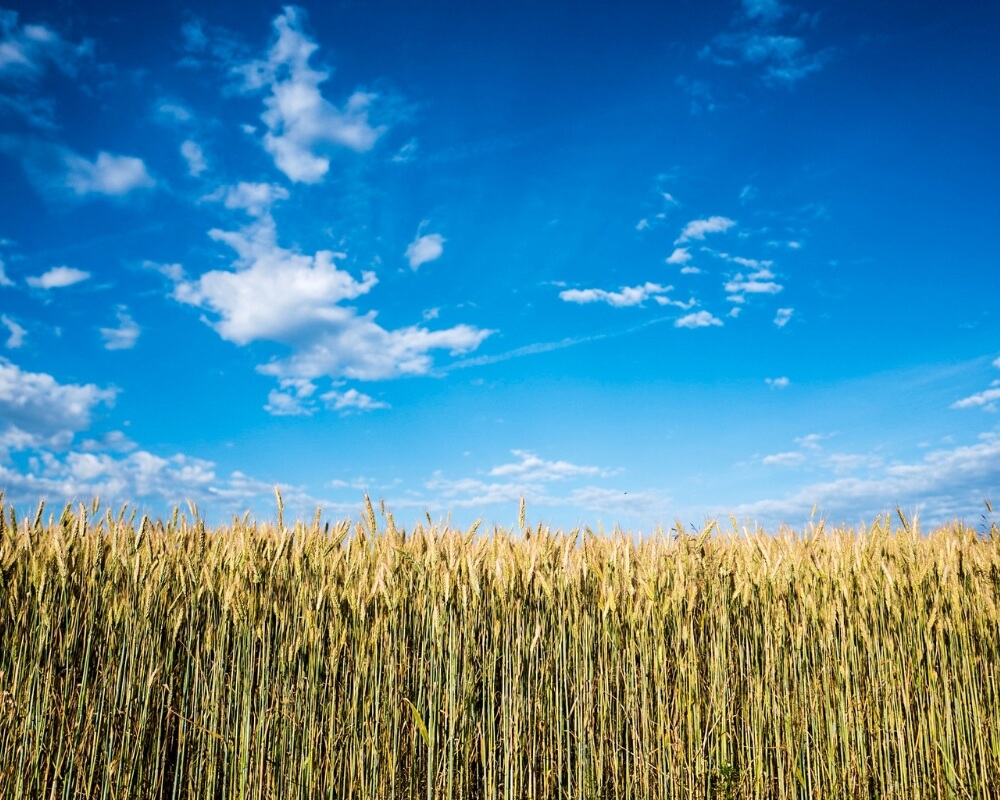 Corn crop and blue skies