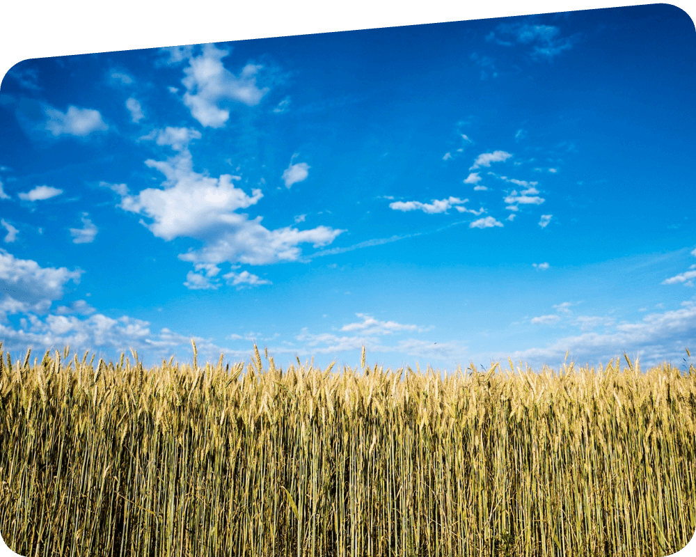 Corn crop and blue skies