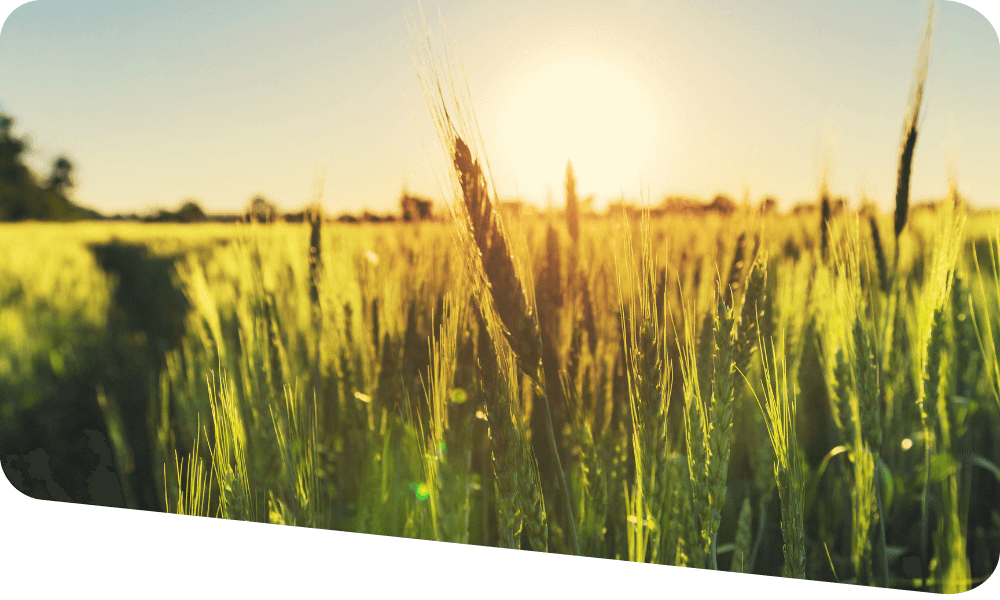 Crop Protection | Weeds, Disease, and Insects | Harriston Agromart Inc