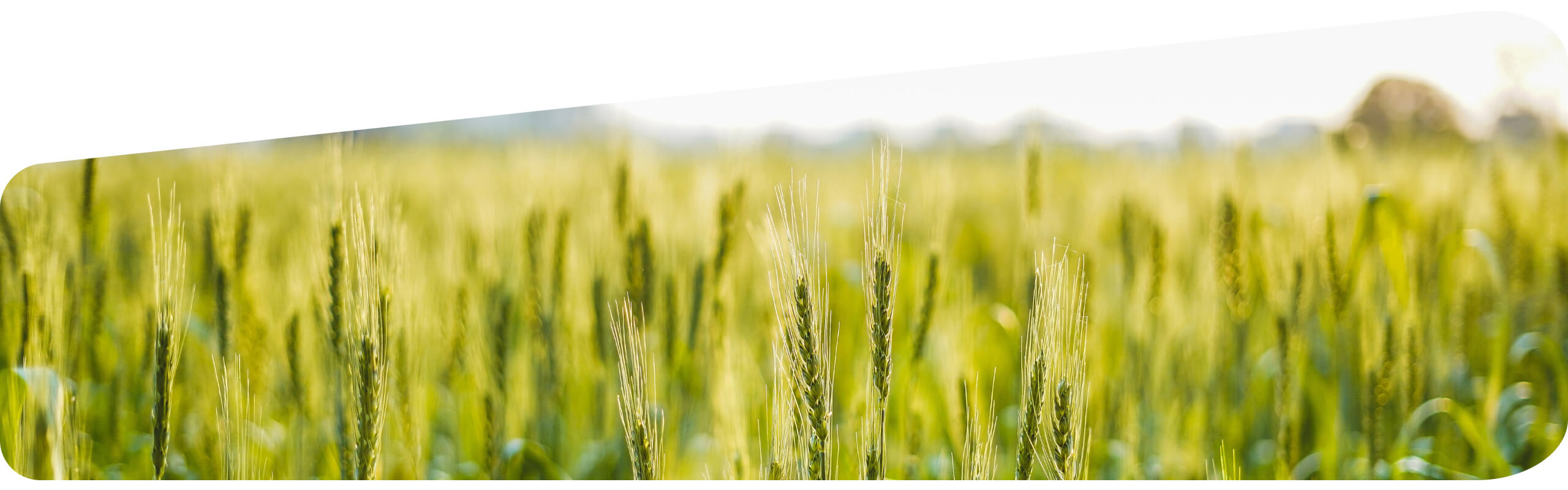 Corn crop