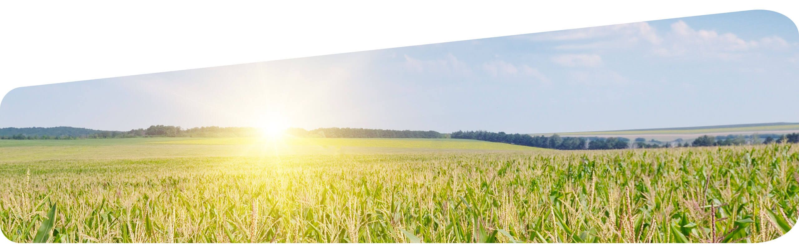 Corn crop with blue skies