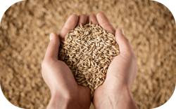 Hands holding cereal seed