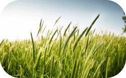 Forages seed crop
