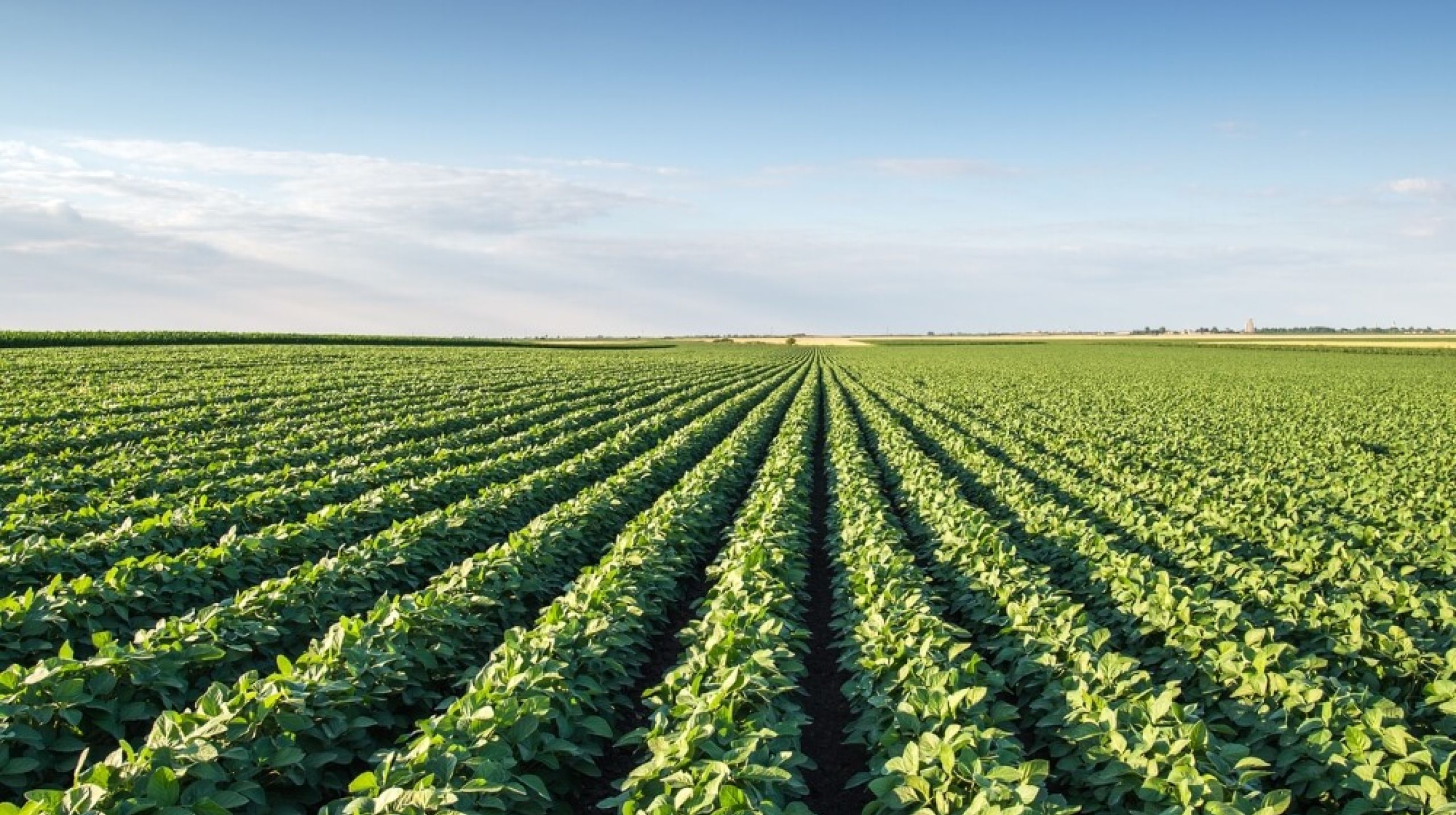 Green crop with blue sky in the background