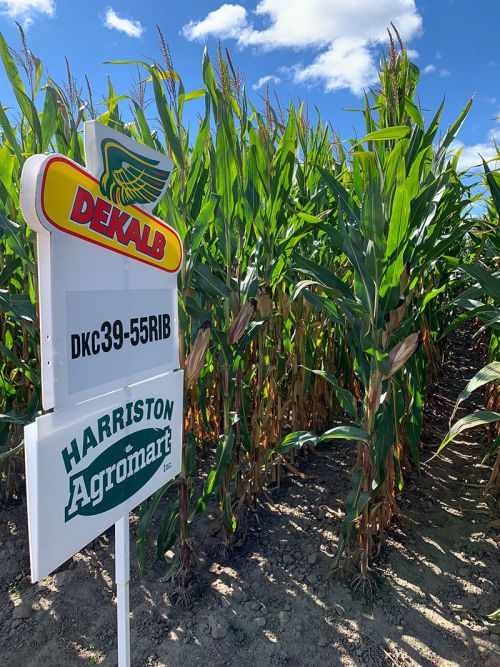 Dekalb sign by corn crop and blue skies in the background
