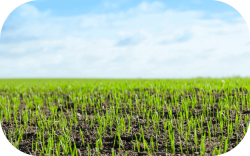Grass seed crop with blue skies in the background