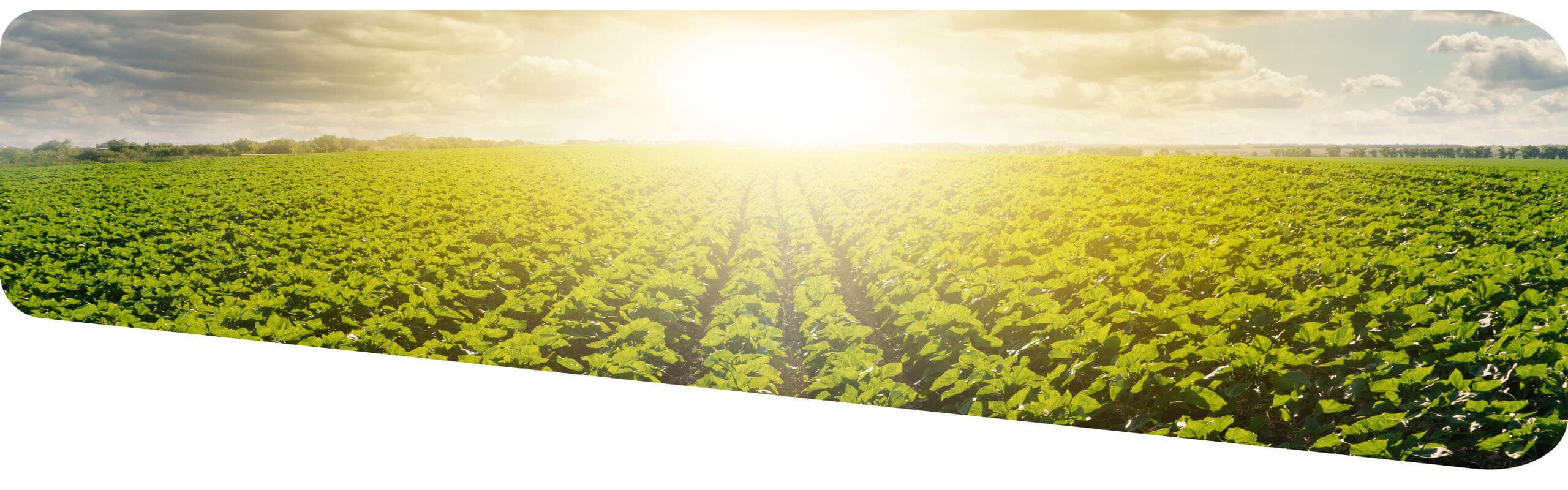 Green crop with sun and sky in the background rounded edges